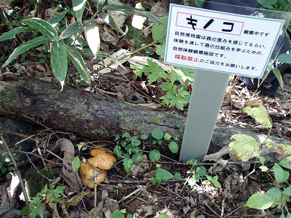 県立自然博物園 07歳時記